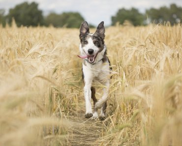 Prevent and manage arthritis in your pet