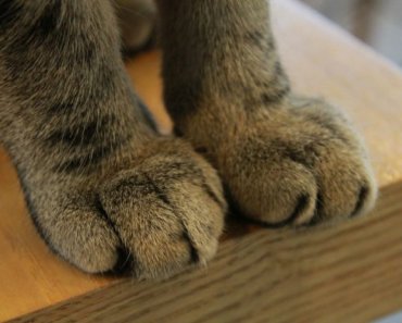 The case against declawing