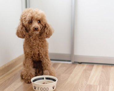 10 reasons why dogs and cats lose their appetite