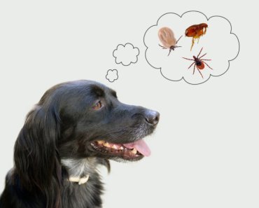 5 common ingredients to repel fleas and ticks