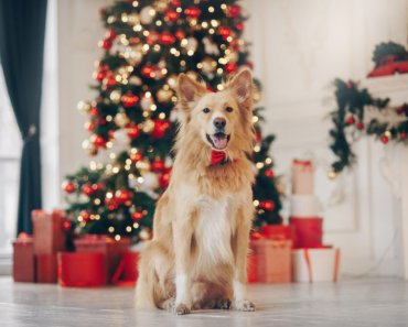 6 things to consider before gifting a dog for Christmas