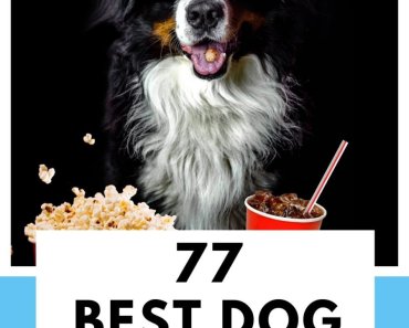 77 Best Dog Movies