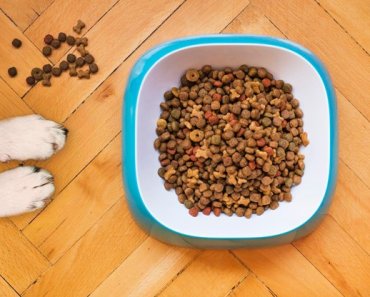 Chicken- and beef-free recipes for dogs with sensitivities