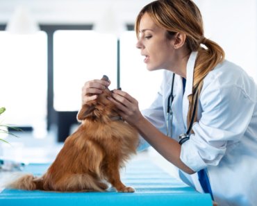 The annual veterinary exam – what to expect