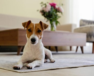 Tips to keep pets safe at home