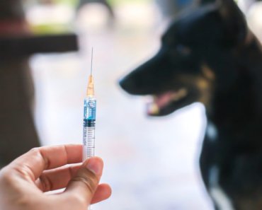 Understanding vaccinosis in dogs and cats
