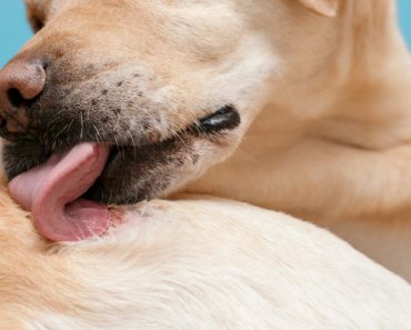 What can your dog or cat’s skin tell you about his health?