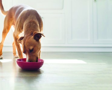 What is limited ingredient dog food?