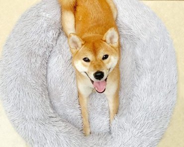 Win a Donut Dog Bed! #Giveaway