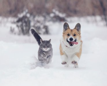 7 tips to keep your animals safe in cold weather