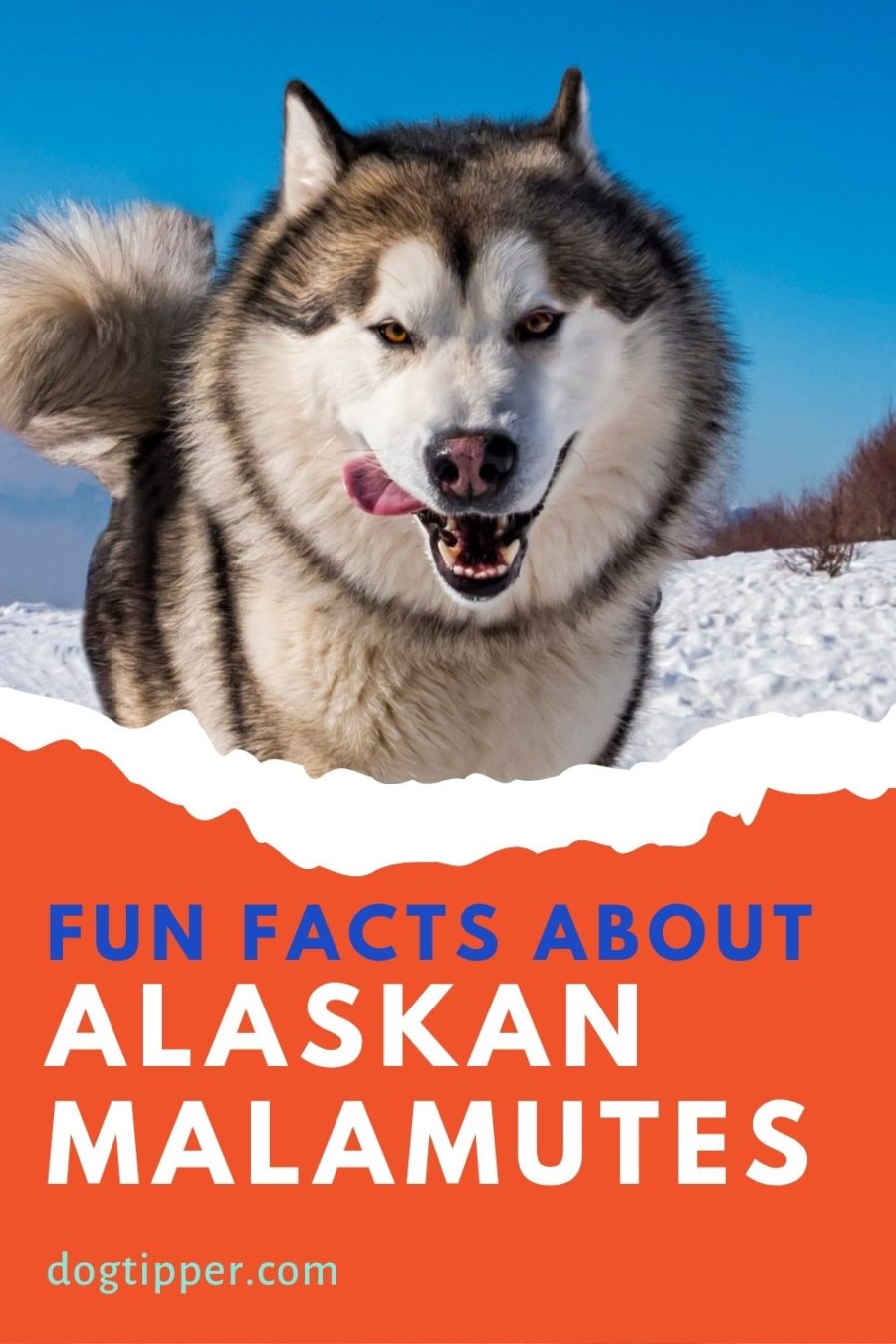 Fun Facts About Alaskan Malamutes
