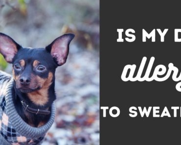 Is Your Dog Allergic to Sweaters?