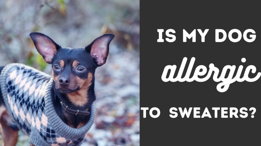 Is my dog allergic to sweaters?