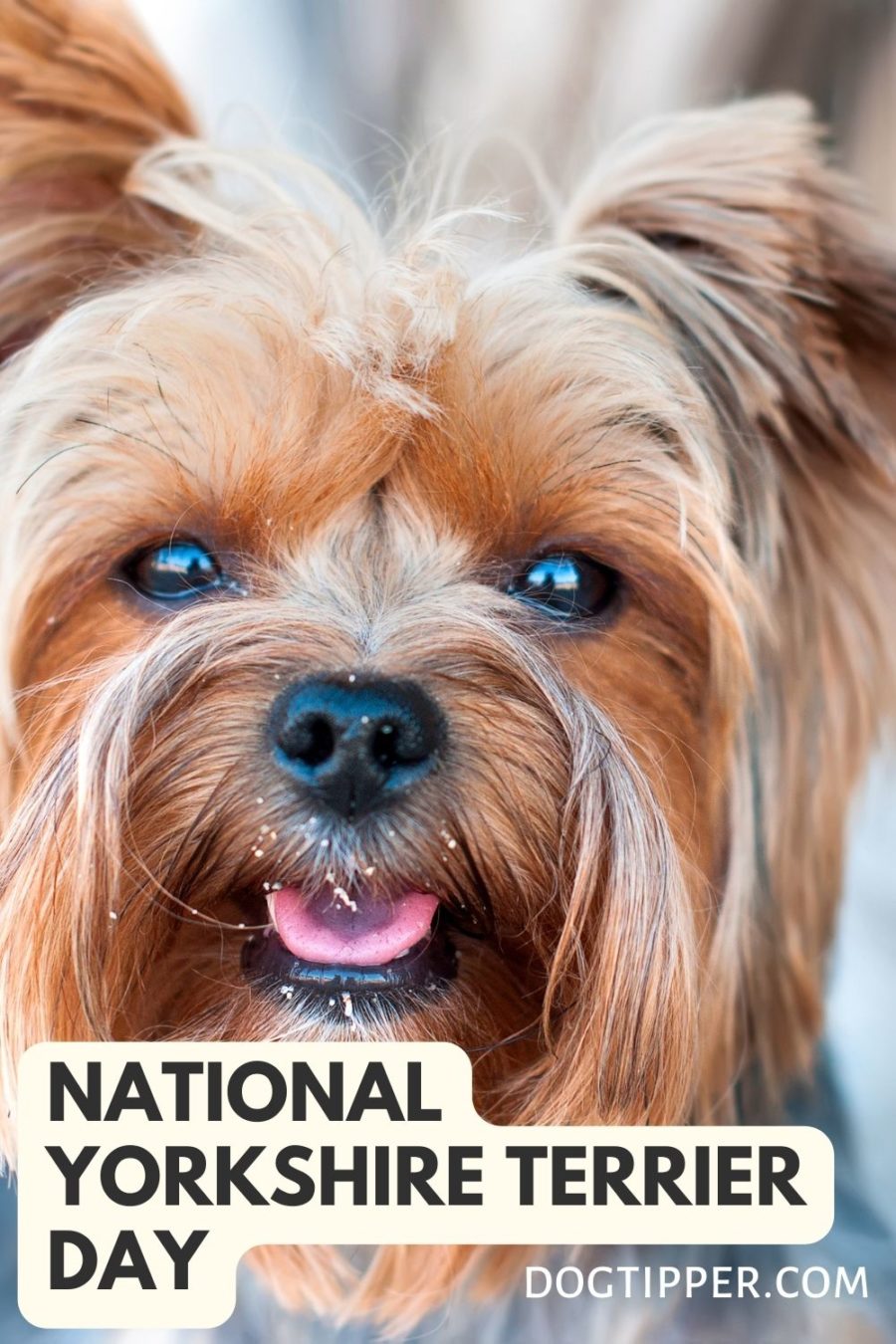 National Yorkshire Terrier Day, January 22