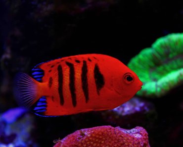 Saltwater Angelfish: Complete Care Guide