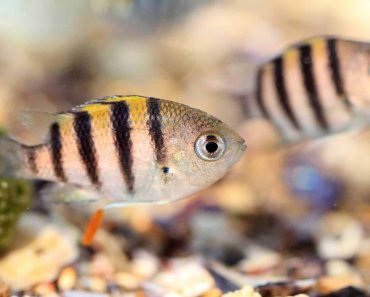 The Best Fish Names That’ll Fit Any Personality