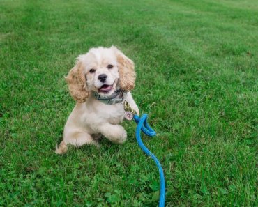 Top 5 Best Puppy Training Products