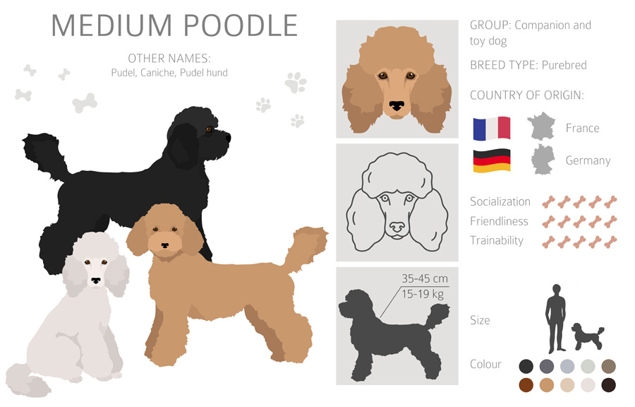 Medium poodle infographic