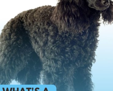 What is a Moyen Poodle?