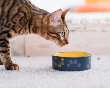 What you need to know about natural prebiotics for cats