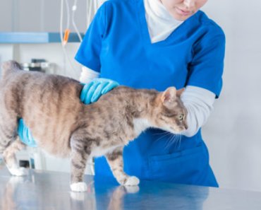 What’s new in cat research?