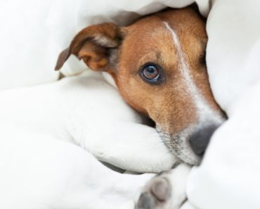 11 ways to manage pain in dogs and cats