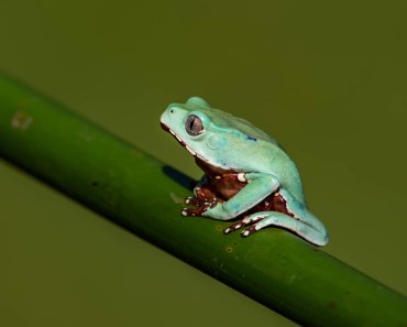 American Green Tree Frog Care Guide