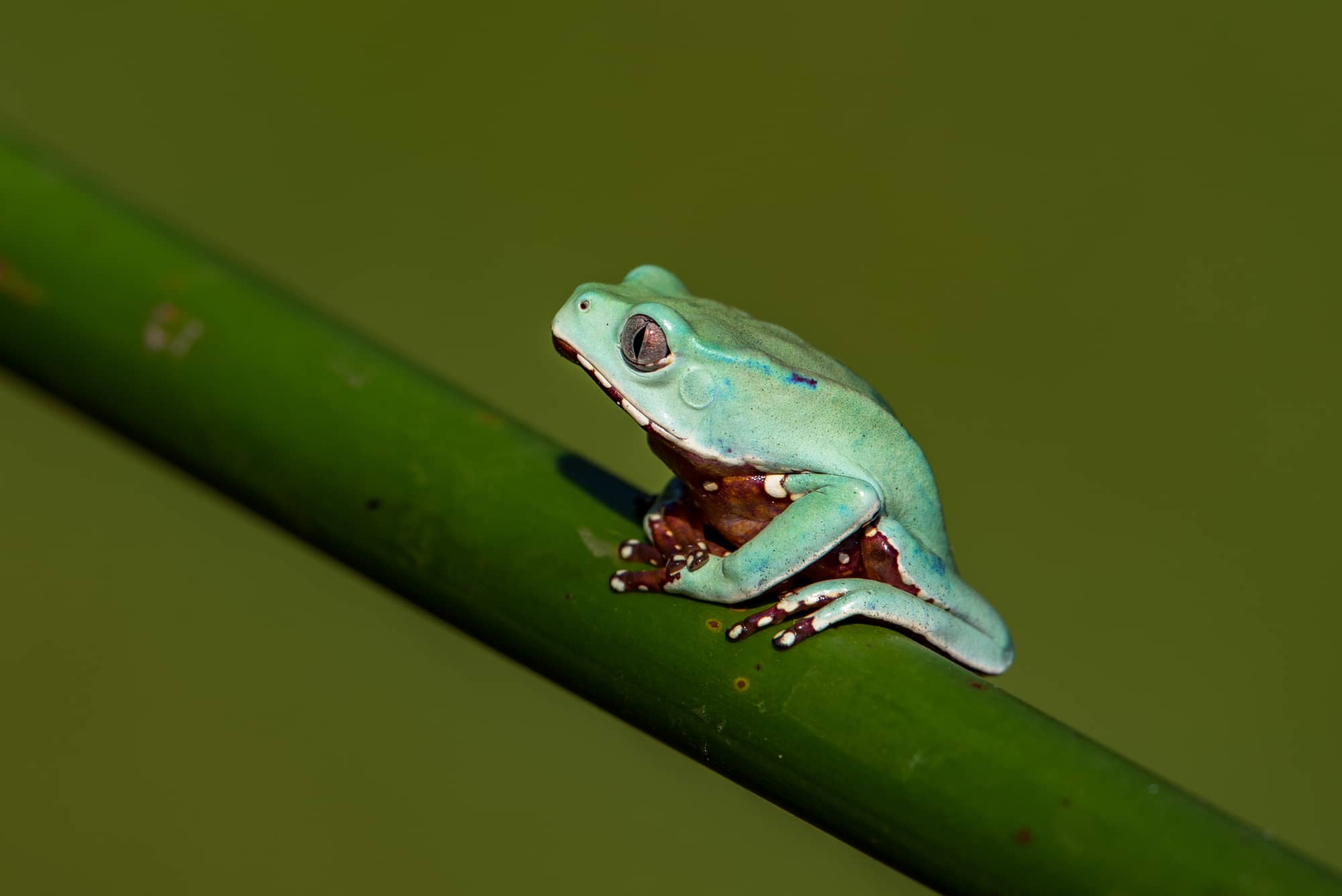 American Green Tree Frog (Hyla Cinerea)