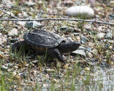 Baby Snapping Turtle Care Guide