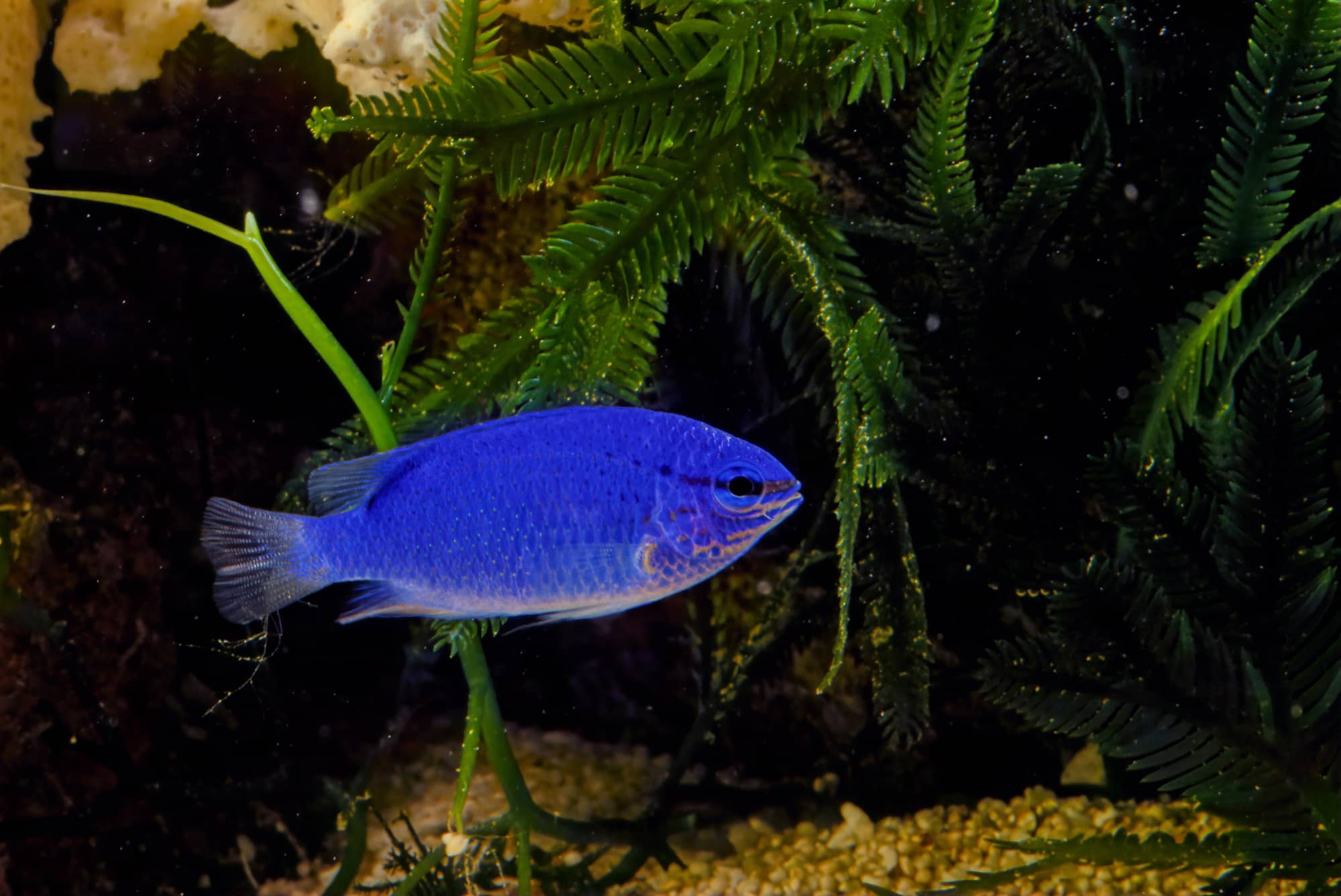 Blue Damselfish