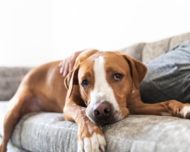 CBD and supplements — a blended approach to arthritis in dogs