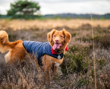 Does your dog need to wear a coat?
