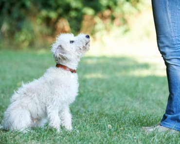 How paying for professional dog training can save you money