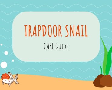 Japanese Trapdoor Snail Care Guide