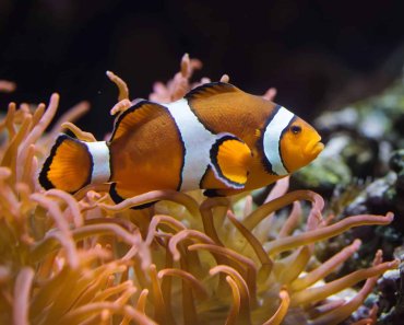 Popular Types Of Clownfish To Keep In Your Aquarium