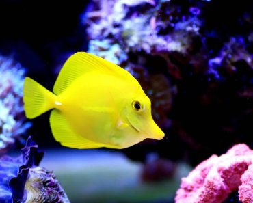 The Best Saltwater Fish To Keep In Your Tank