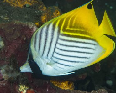 Types Of Butterflyfish