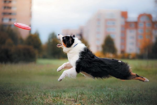 Australian Shepherd jumping after frisbee.