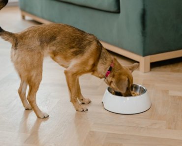 Essential fatty acids for dogs and cats with arthritis