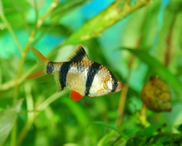 12 Aggressive Fish Species You Can Keep at Home