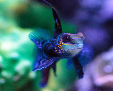 12 of the Most Beautiful Fish You Can Have in Your Aquarium
