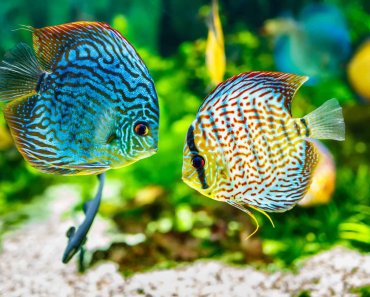 14 Exotic Freshwater Fish for Your Aquarium