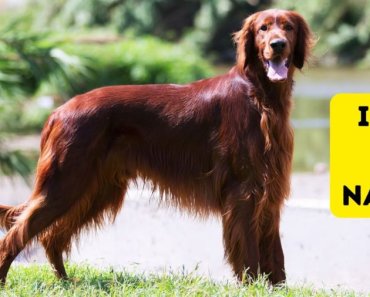 350+ Irish Dog Names for Your New Lucky Charm