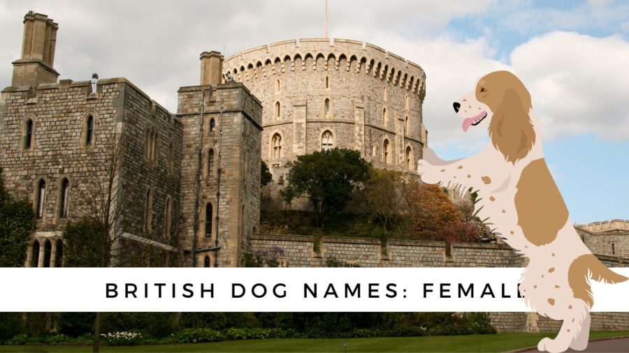 British dog names: female
