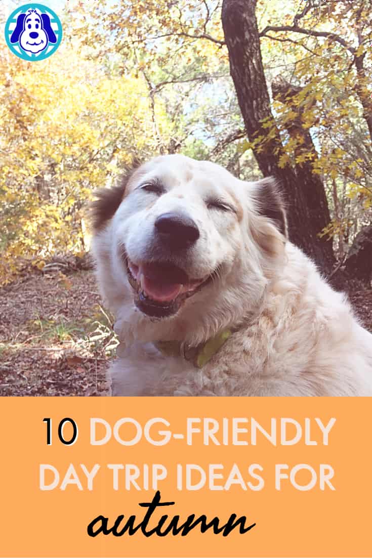 10 dog friendly day trip ideas for fall
