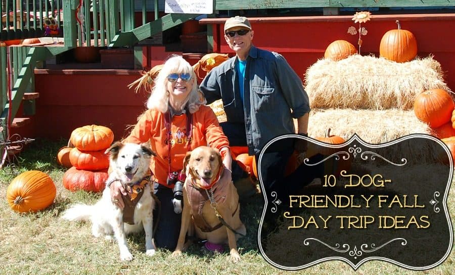 dog-friendly fall day trips-cover