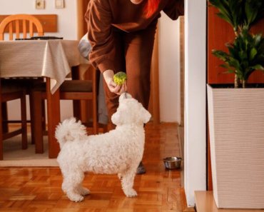 Dog Overweight? What Weight Management Dog Food Should You Choose?