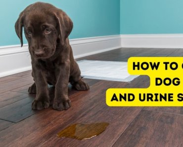 Dog Pee: How to Clean Dog Urine & Urine Smells on Carpet, Floors and Outdoor Surfaces