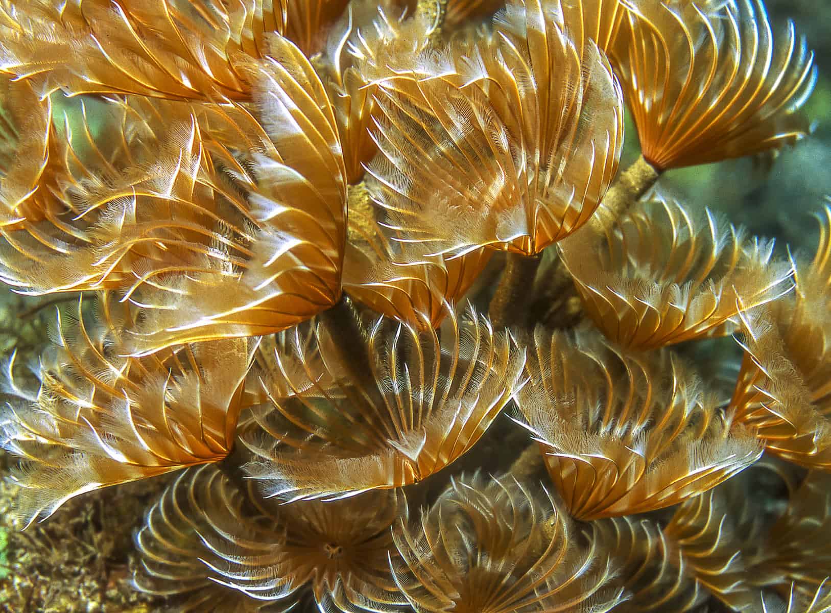 Sabellid Feather Duster Worms