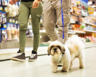How to Find Dog-Friendly Stores